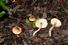 Zhuliangomyces illinitus