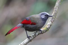 Red-Winged Laughingthrush photo 1