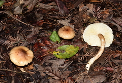 Zhuliangomyces illinitus