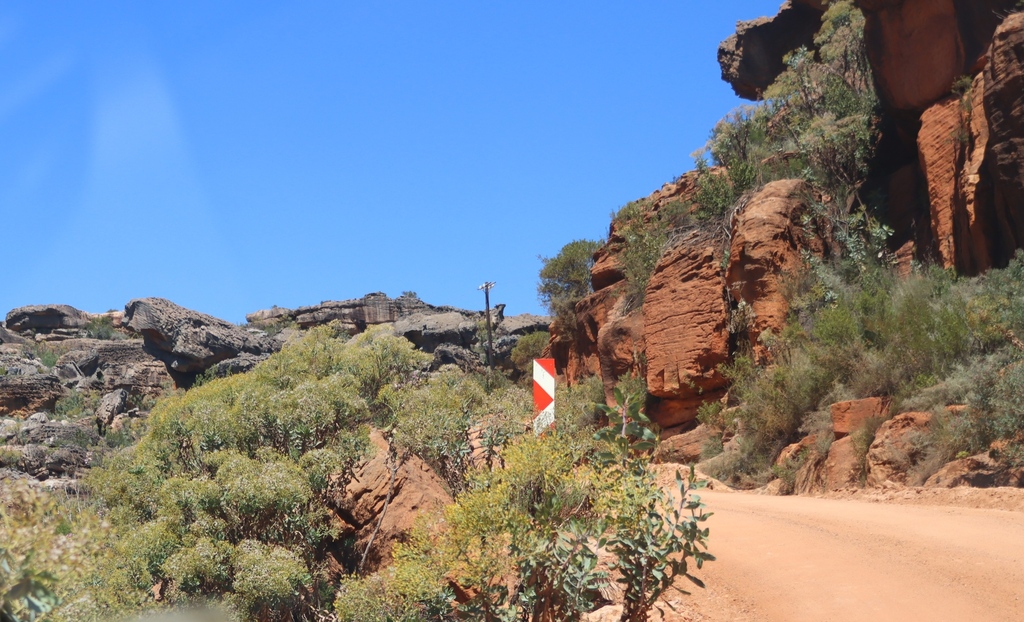 Othonna parviflora, Gifberg Pass, upper