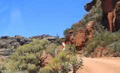 Othonna parviflora