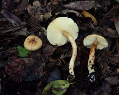 Zhuliangomyces illinitus