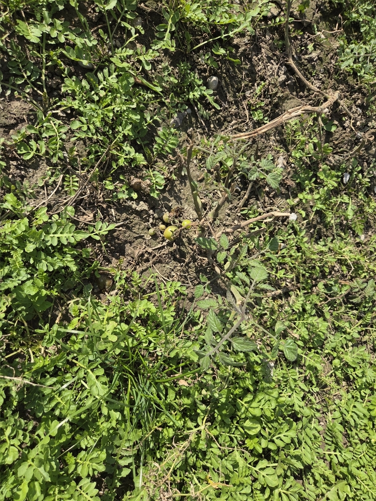 Solanum lycopersicum