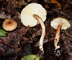 Zhuliangomyces illinitus