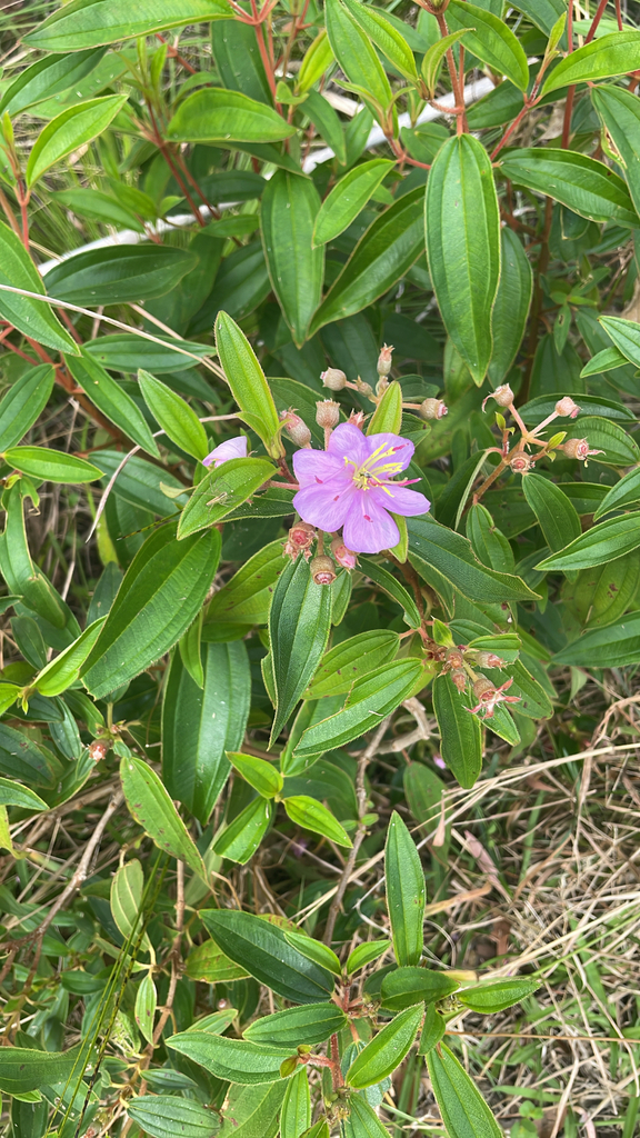 Rhododendron