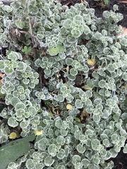 Marrubium rotundifolium