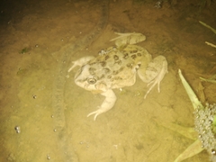 Pleurodema cinereum