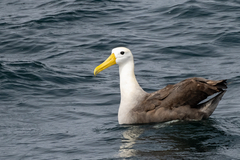 Waved Albatross photo 2