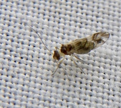 Graphopsocus