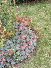 Echeveria scheerii