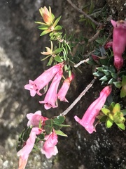 Epacris reclinata