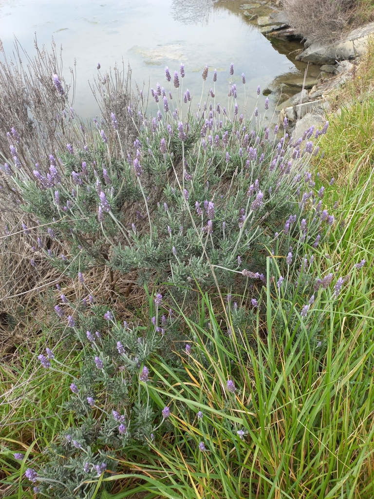 Lavandula