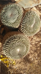 Mammillaria lloydii