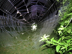 Araneus uniformis