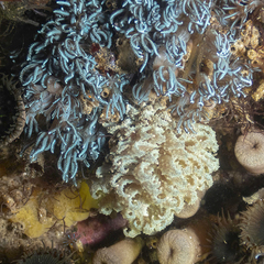 Phyllodesmium crypticum