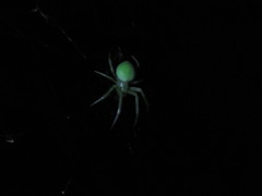 Araneus uniformis