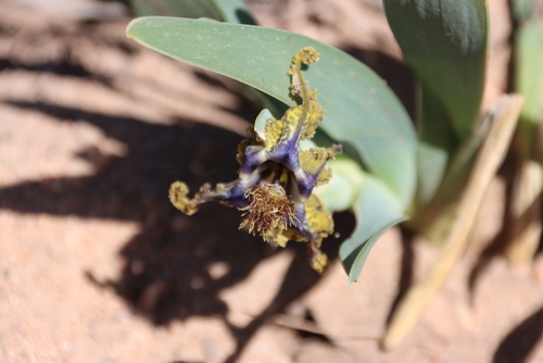 Blue Spiderlily (Ferraria uncinata)