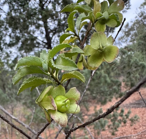 green emu-bush (Eremophila serrulata)