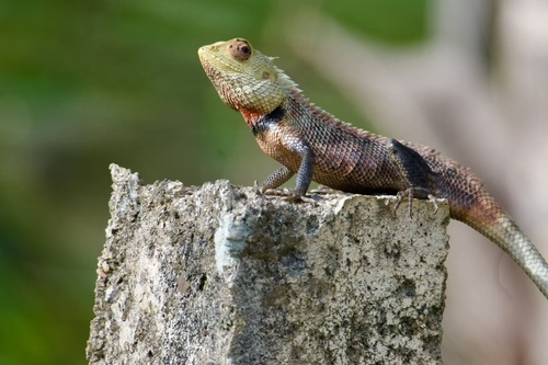 Indian Garden Lizard