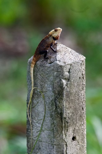 Indian Garden Lizard