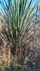 Yucca decipiens