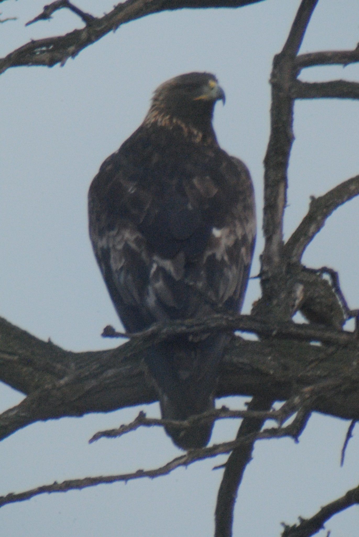 Black Eagle (Ictinaetus malaiensis) · iNaturalist Canada