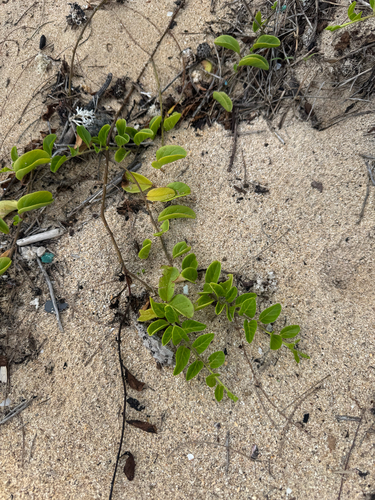 Jacquemontia sandwicensis observed 2025-10-05
