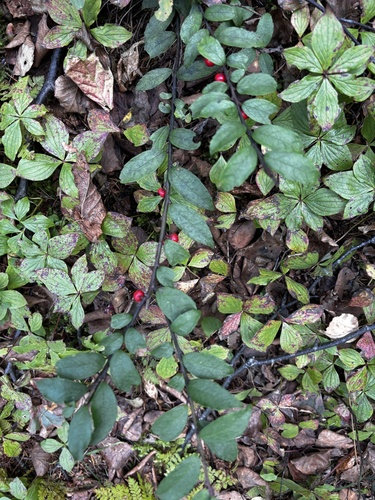 Ilex rugosa iNat (2)