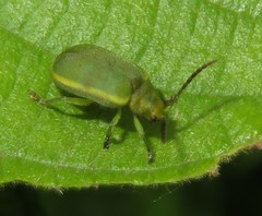 Caraguata sublimbata