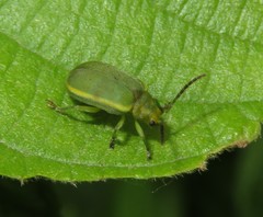 Caraguata sublimbata