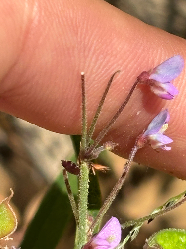Pine Barren Ticktrefoil (Desmodium strictum)