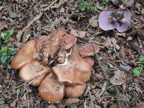 Tricholosporum porphyrophyllum