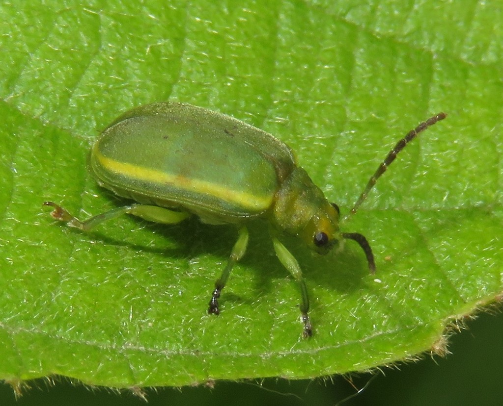 Caraguata
