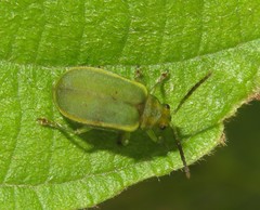 Caraguata sublimbata