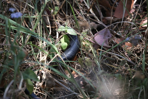 Red-bellied Black Snake sighting