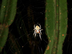 Parawixia audax