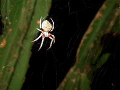 Parawixia audax