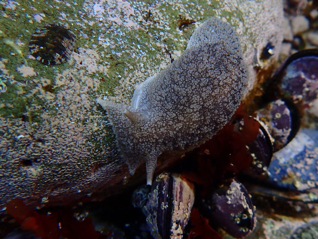 Pleurobranchaeidae