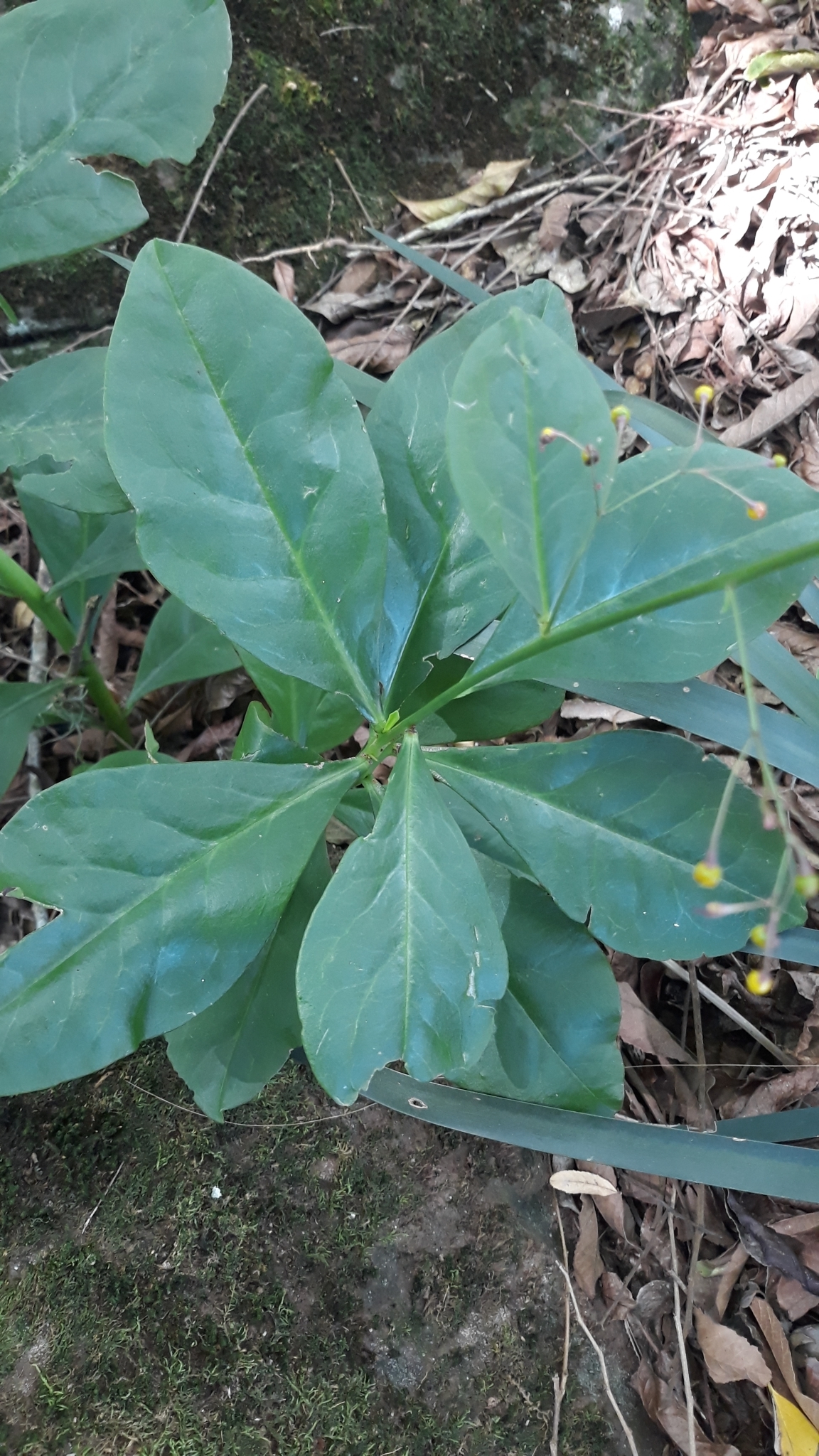 Talinum paniculatum