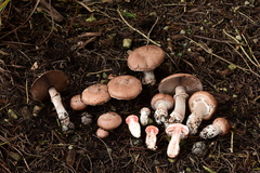Agaricus brunneofibrillosus