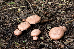 Agaricus brunneofibrillosus