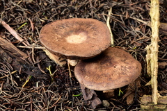 Agaricus brunneofibrillosus