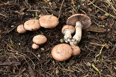 Agaricus brunneofibrillosus