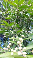 Eugenia pyriformis