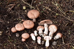 Agaricus brunneofibrillosus
