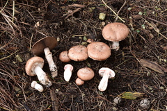 Agaricus brunneofibrillosus