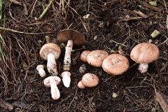 Agaricus brunneofibrillosus