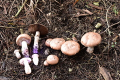 Agaricus brunneofibrillosus
