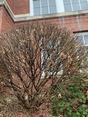 Cornus mas