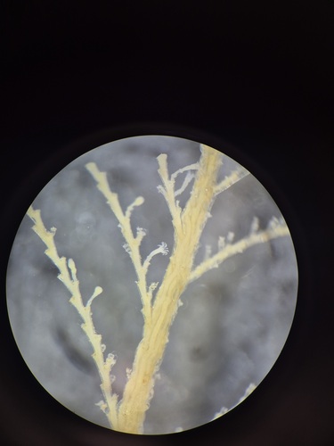 Halecium observed 2025-09-30